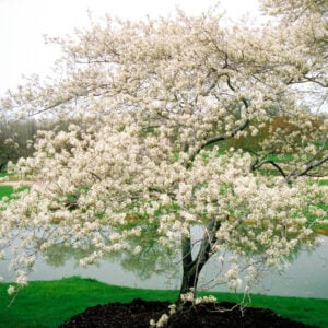 Shadblow Serviceberry Tree (Amelanchier canadensis) - W