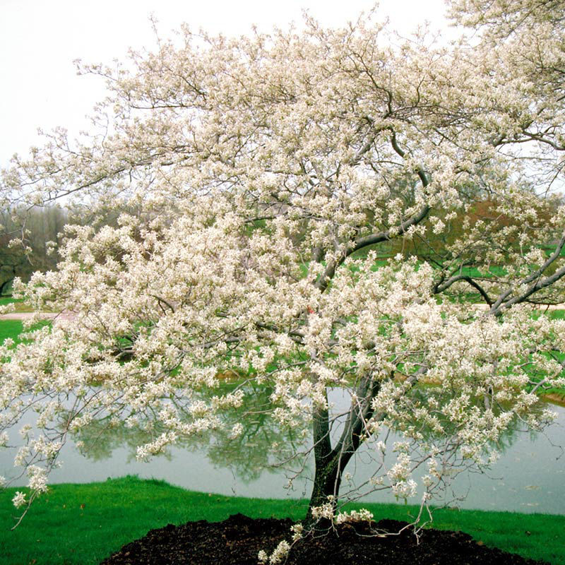 0003012_shadblow-serviceberry