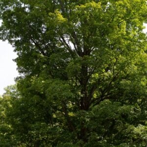 Sugar Maple (Acer saccharum) - W
