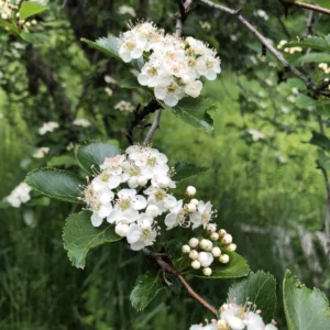 American Plum (Multi-stem)(Prunus americana) - W