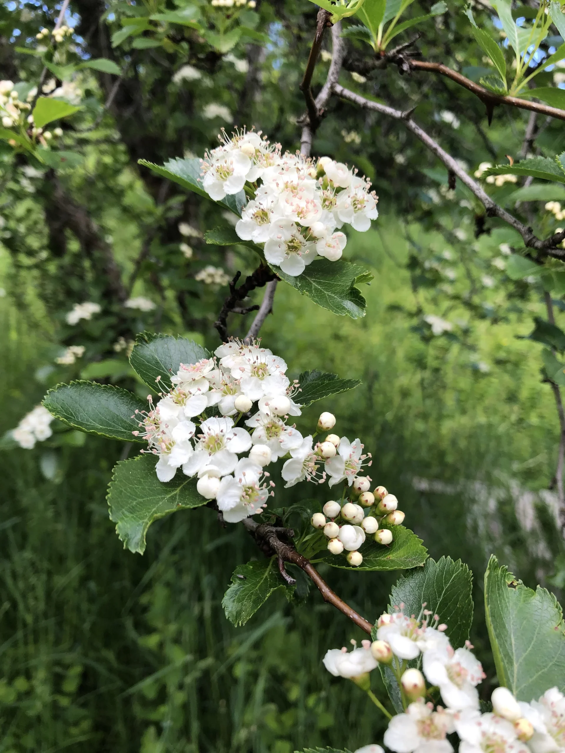 American-Plum-Blossom.jpg