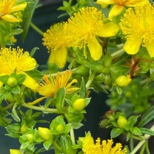 Shrubby St. John's Wort (Hypericum prolificum) - W