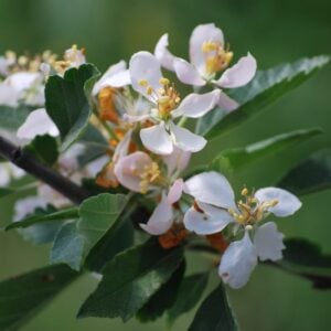 Prairie Crabapple (Malus ioensis) - W