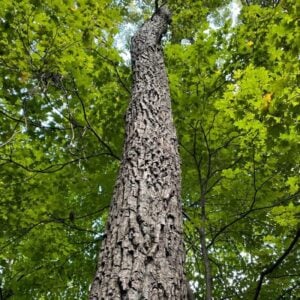 Chestnut Oak Tree (Quercus montana) - W