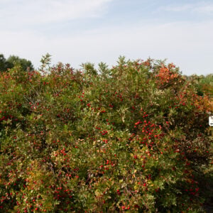 Swamp Rose (Rosa palustris) - W