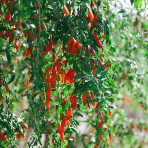 Goji Berry 'Phoenix Tears' - N