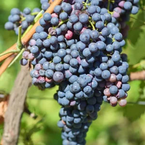 Grape Valiant - N