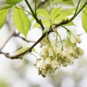 American Bladdernut (Staphylea trifolia) - W