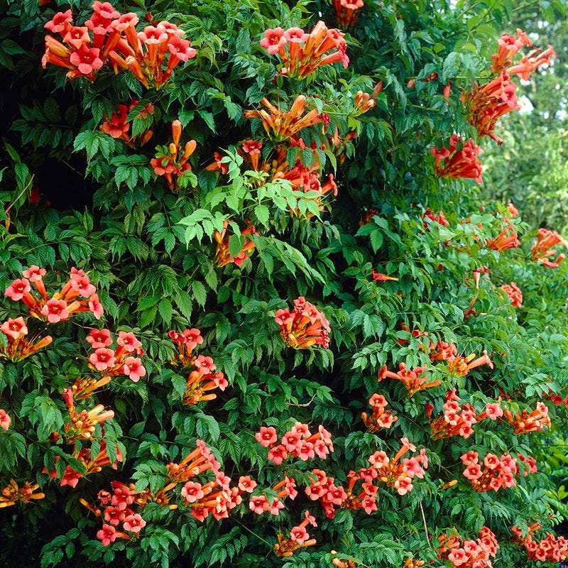 campsis-flamenco-trumpet-vine-climbing