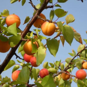Apricot 'Mormon' - N
