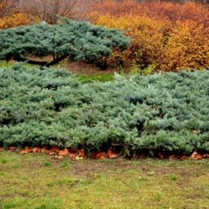 Common Juniper (Juniperus communis) - W