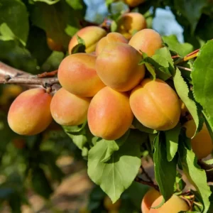 Apricot 'Puget Gold' - N
