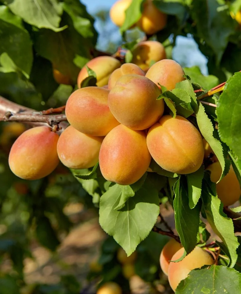 puget_gold_apricot_1024x1024.jpg